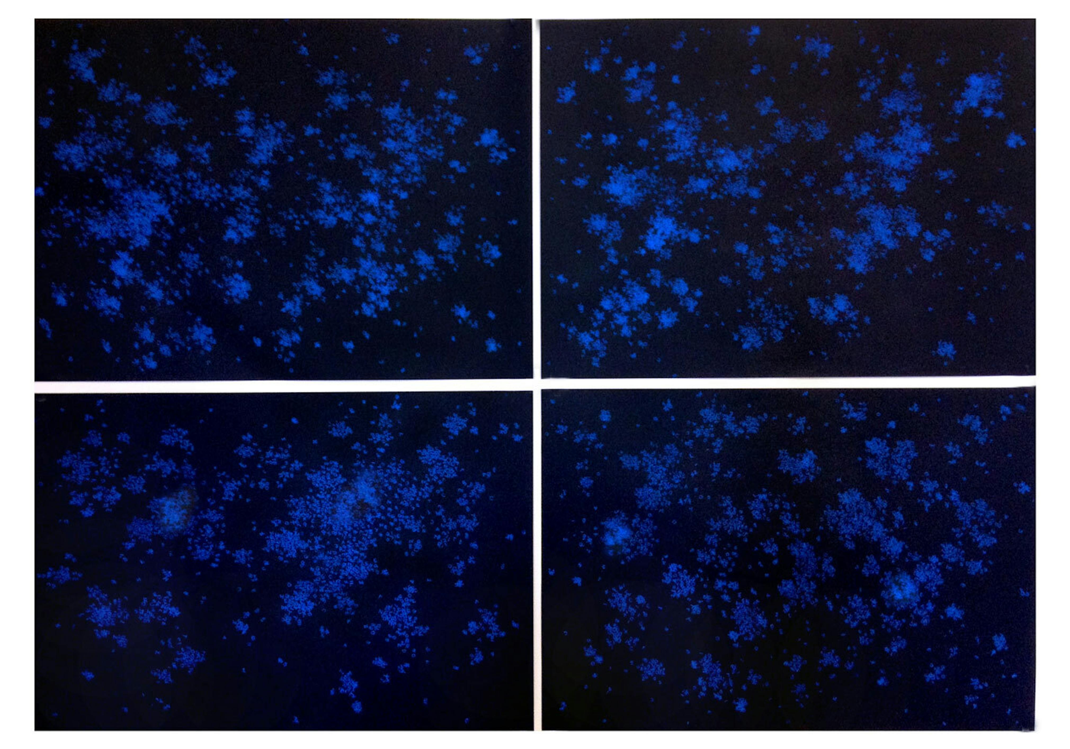 Bethany Collins
Positive Obsession, 2014
Pastel on Tiziano paper
Courtesy the artist