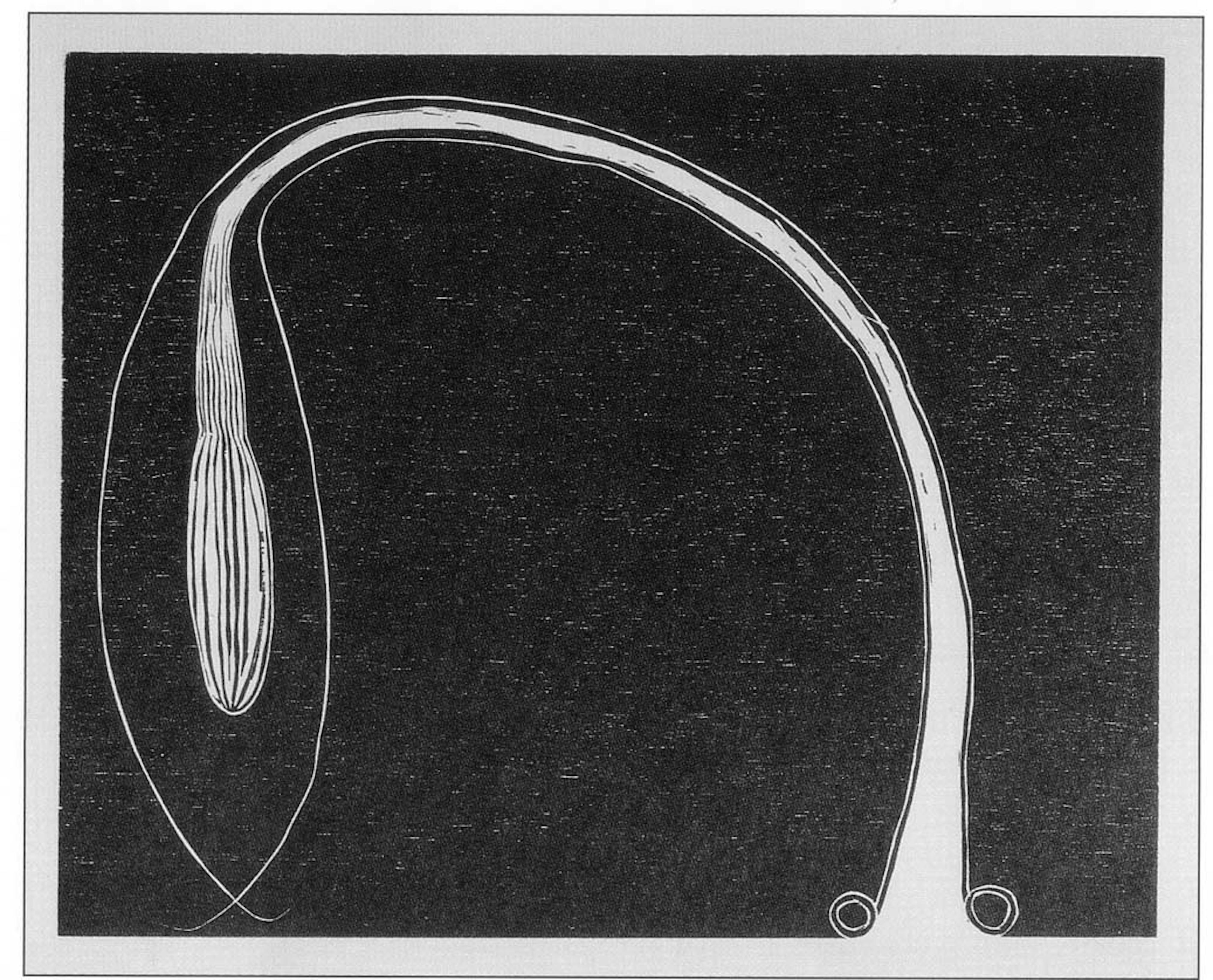 Martin Puryear
Fern (from Cane by Jean Toomer Arion Press editions, Andrew Hoyem designer), 2000
Woodblock print on kitakata paper 17 x 20 ½ in. overall
Museum purchase with funds provided by the Acquisition Committee, 01.8.5